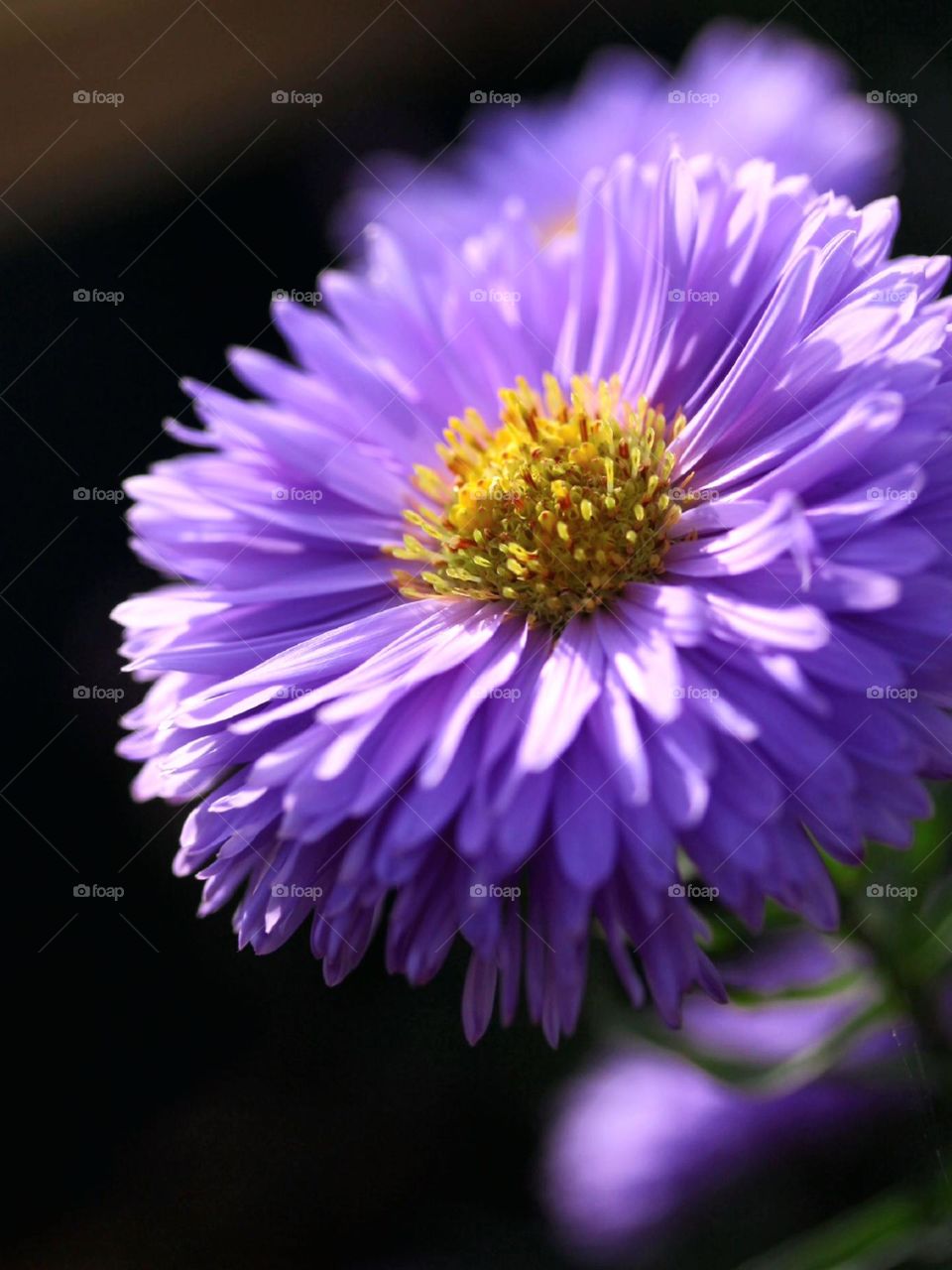 pastel aster flower