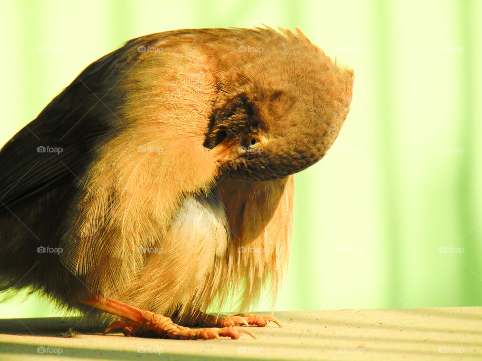 Jungle babbler bird or (Turdoides striata) or beautiful seven sisters or angry bird