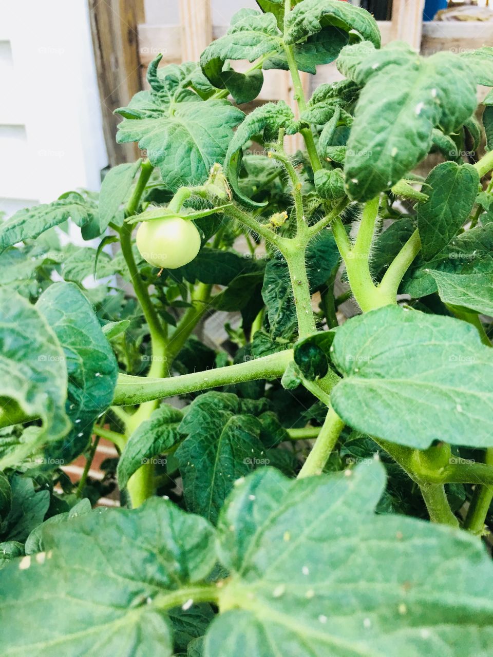 A bright green young tomato blooming on the vine