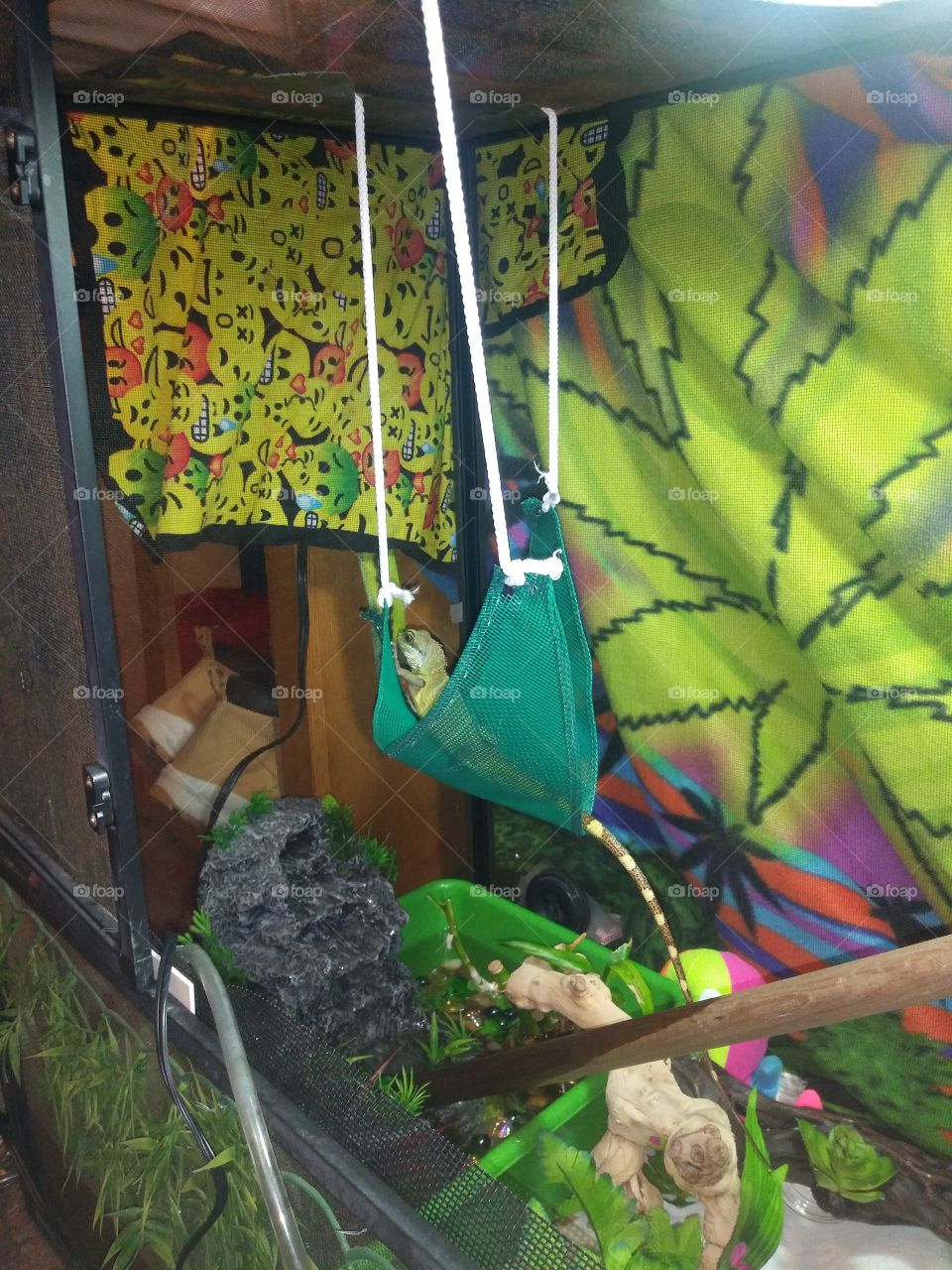 Marley got a hammock! 🔥🔥🔥