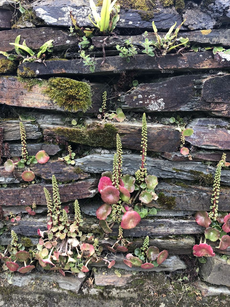 Plants in stone fence 