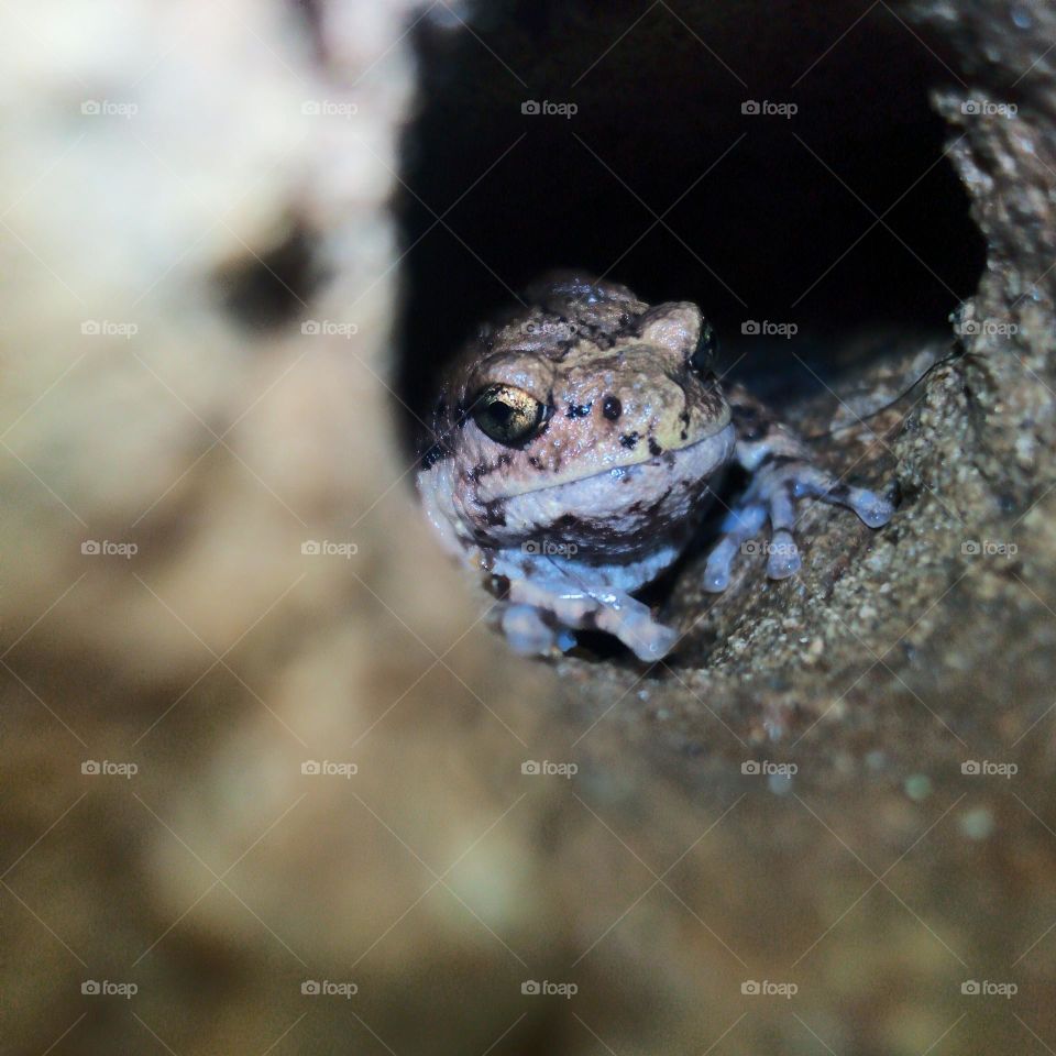 hide from predators.