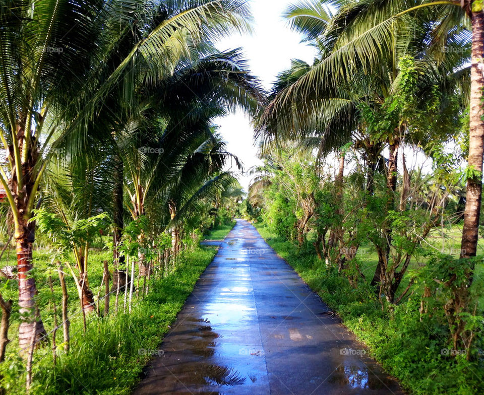 forest road coconut philippines by thepostman