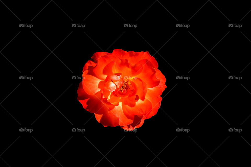 A flaming red rose