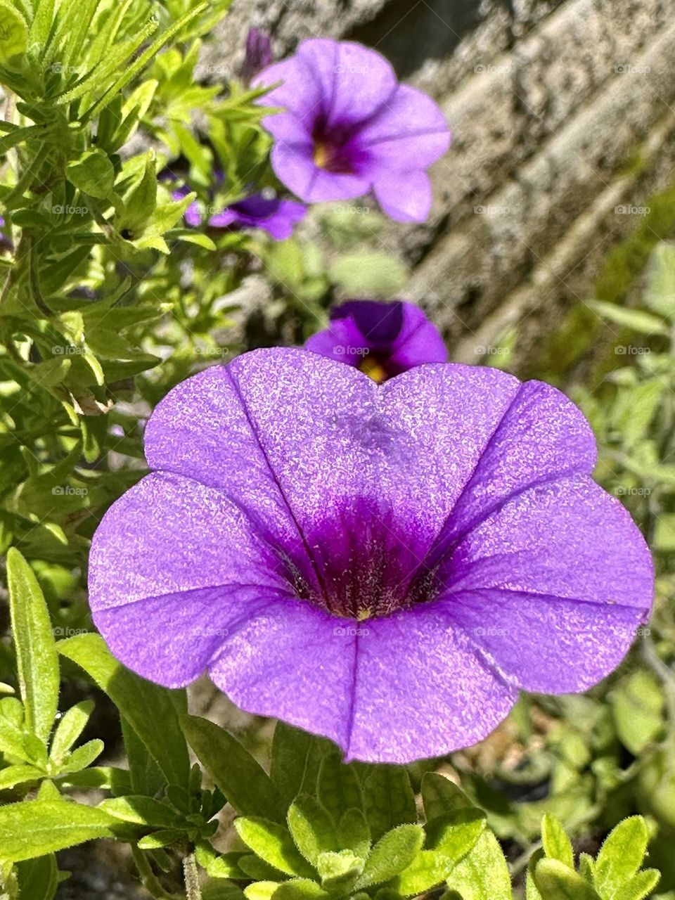 Bright purple petunia flowers blooming blossoms petals in backyard container garden summer hobby sunny weather natural light