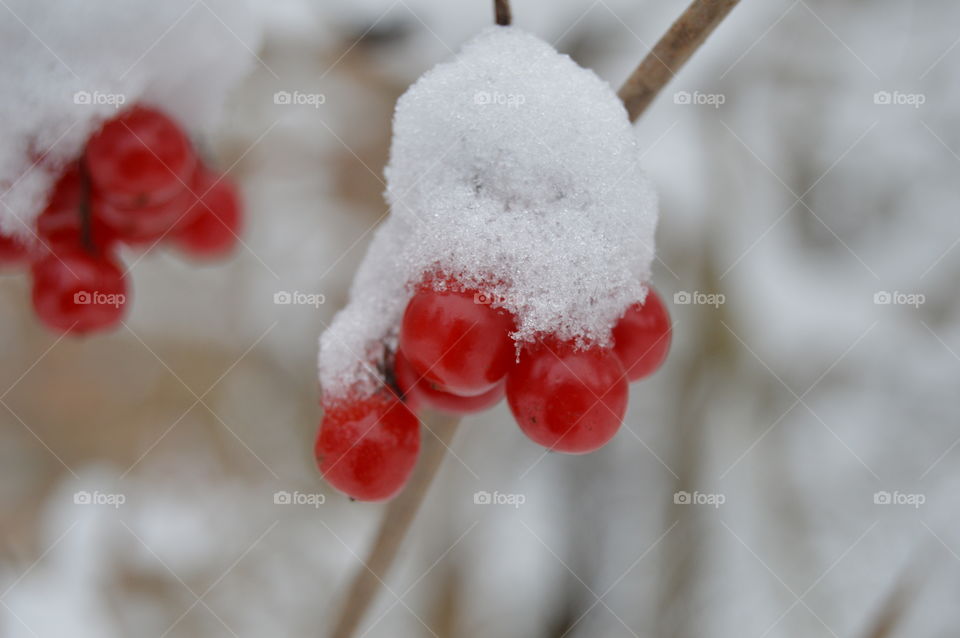 Red berries in snow