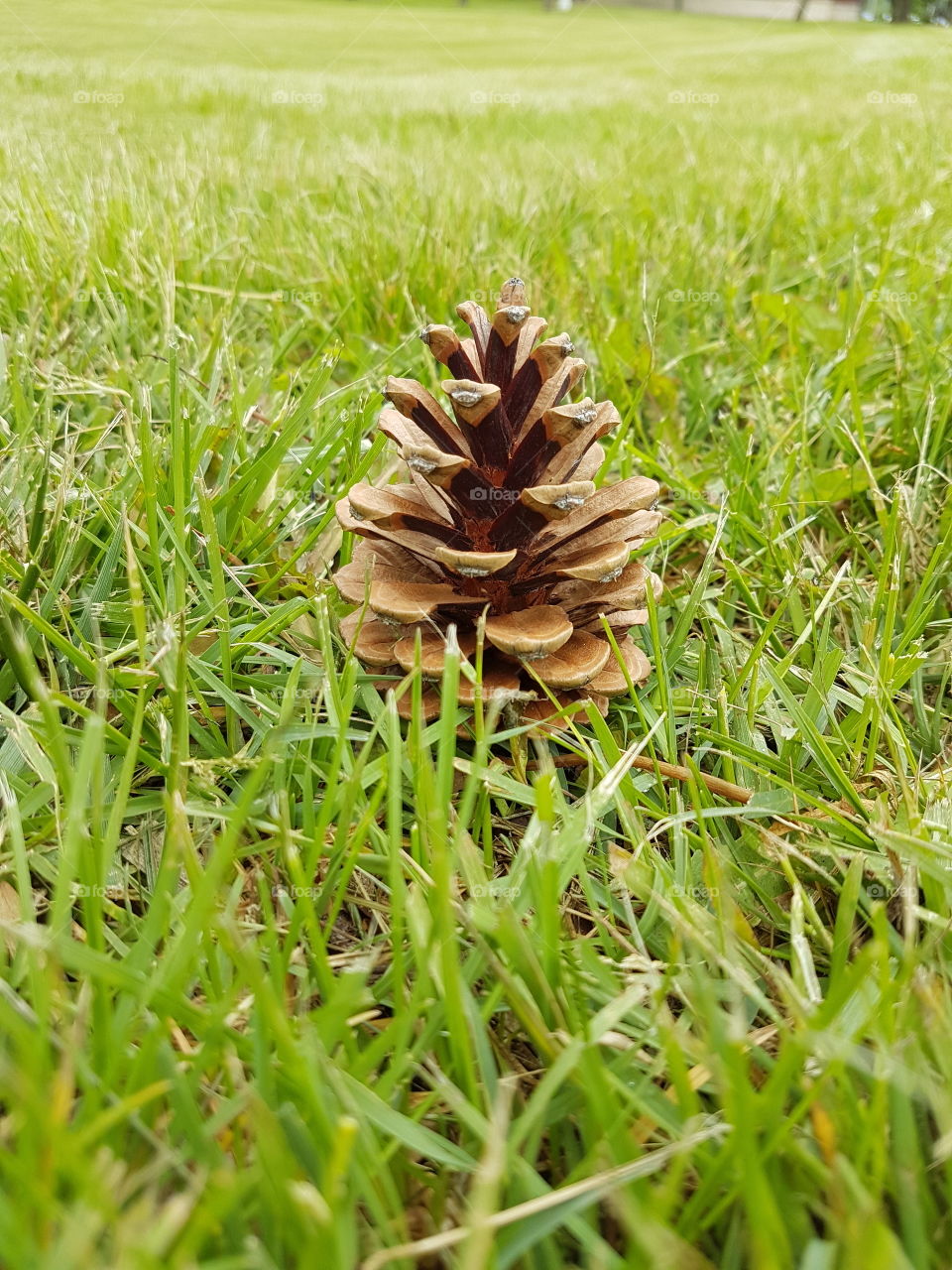 pine cone in the grass in park