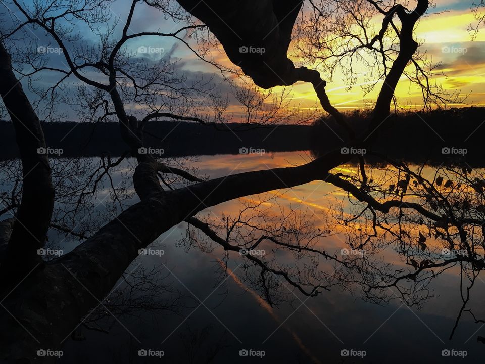 Branches reach out to the sunset from the shore of Lake Benson Park in Garner North Carolina. 