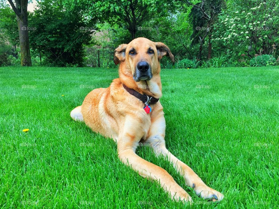 Portrait of a Man Dog