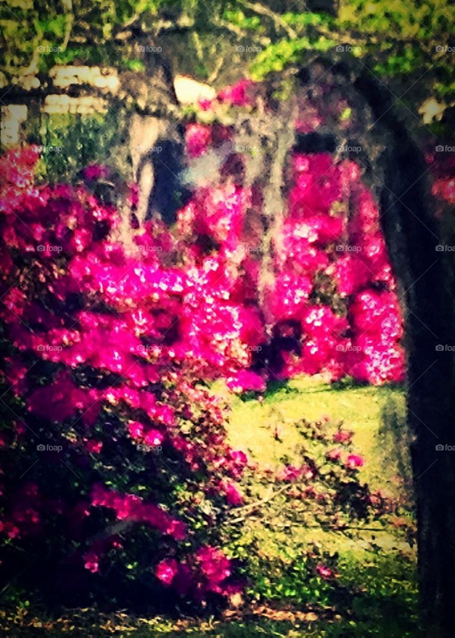 Azaleas in spring 