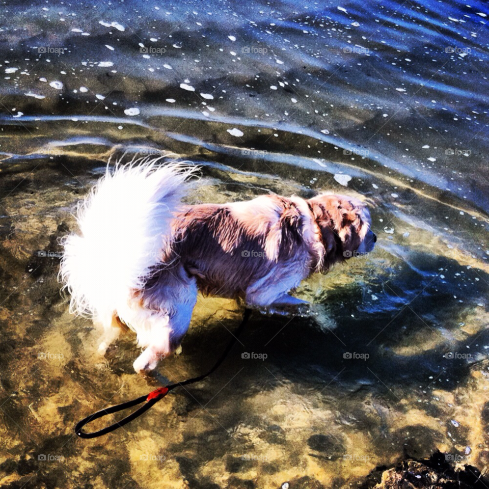 beach dog water cute by Zita