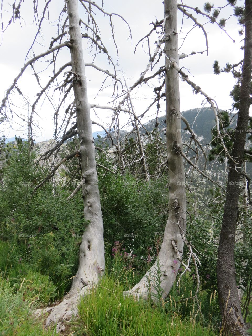 Mountain Orjen Montenegro dried tree trunks struck by lightning