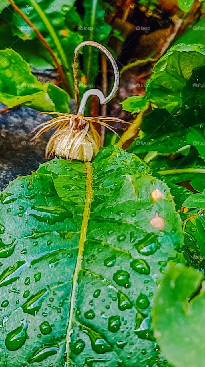 Cowtongue Arnica Bud Flower.