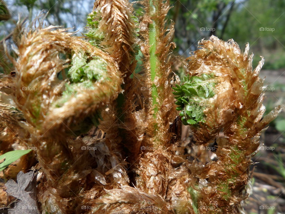 Fascinating renewal of nature. Pteridophyta-Ormbunksväxter-Fern