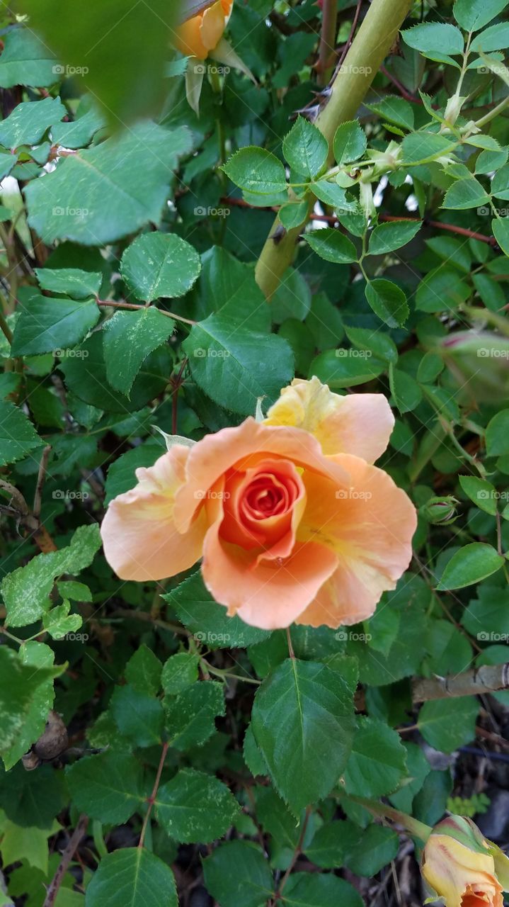 Peache rose.