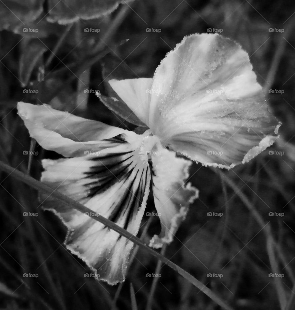 frozen pansy violates in black and white