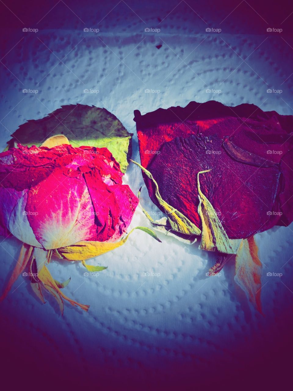 Dried Roses ‘ ❤️