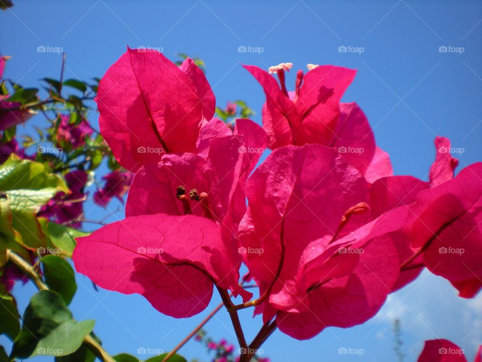 Pink flowers blooming outdoors