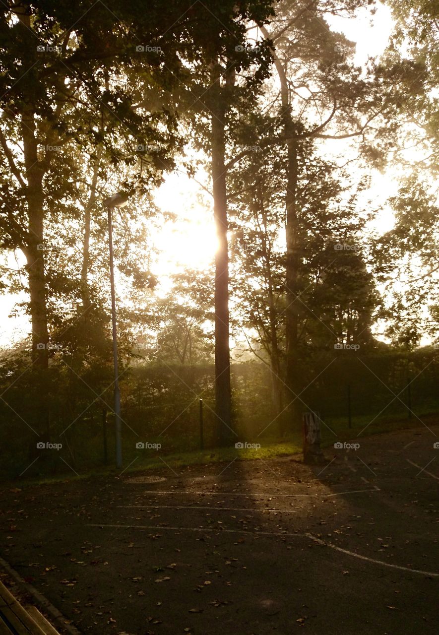 Trees in sunrise