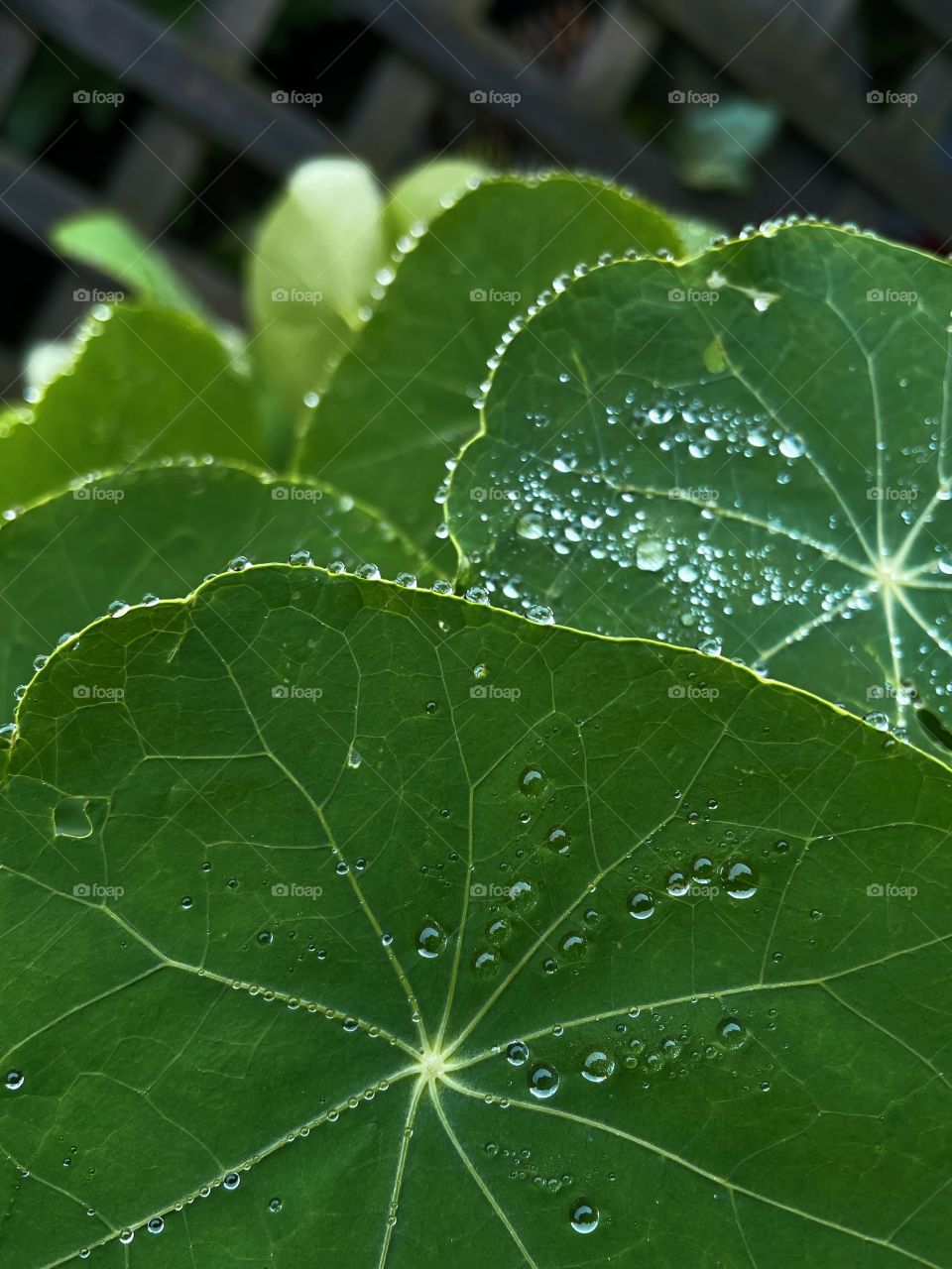 Rain rainy weather plant leafs water bubbles raindrops rain droplets outdoors nature green Greenery wet rainwater rainfall dew dewy dewdrops moisture plants 