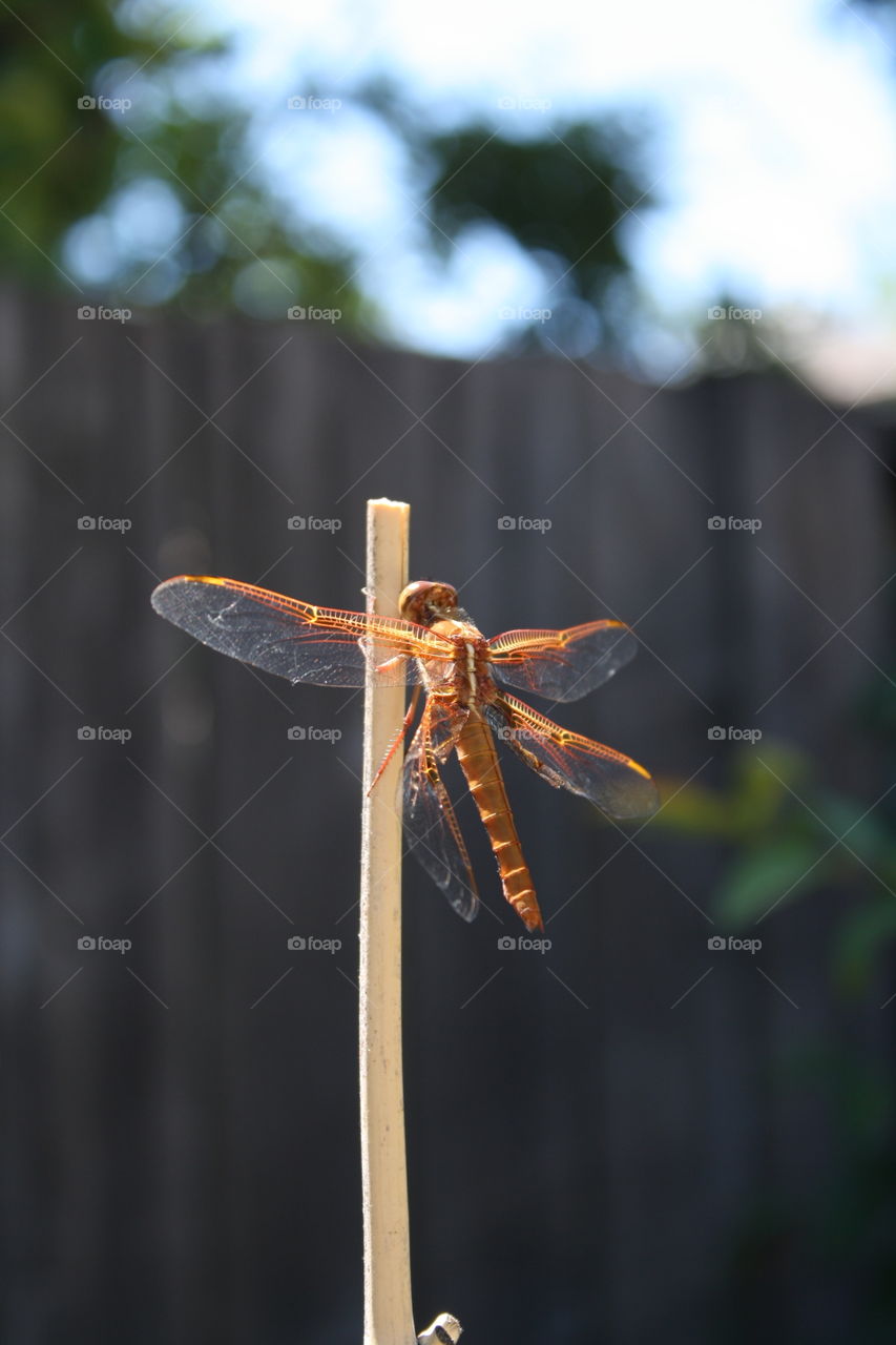 Closeup of a dragonfly with reddish abdomen and four translucent wings with what appears to be one injured wing 
