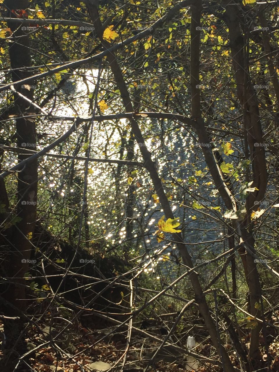 Tree, Wood, Leaf, Nature, No Person
