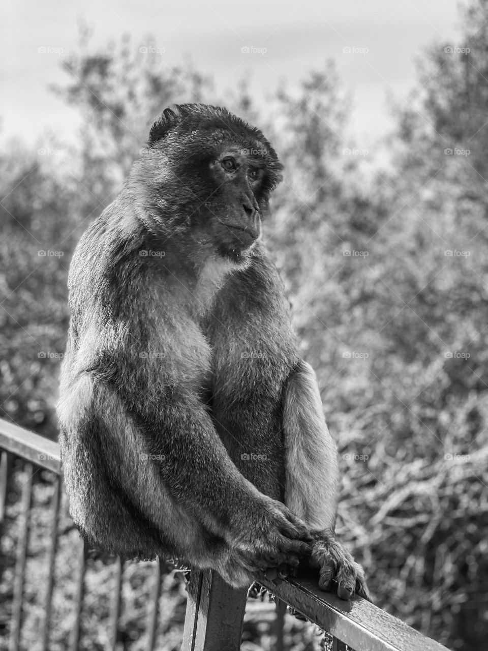 Monochrome Monkey