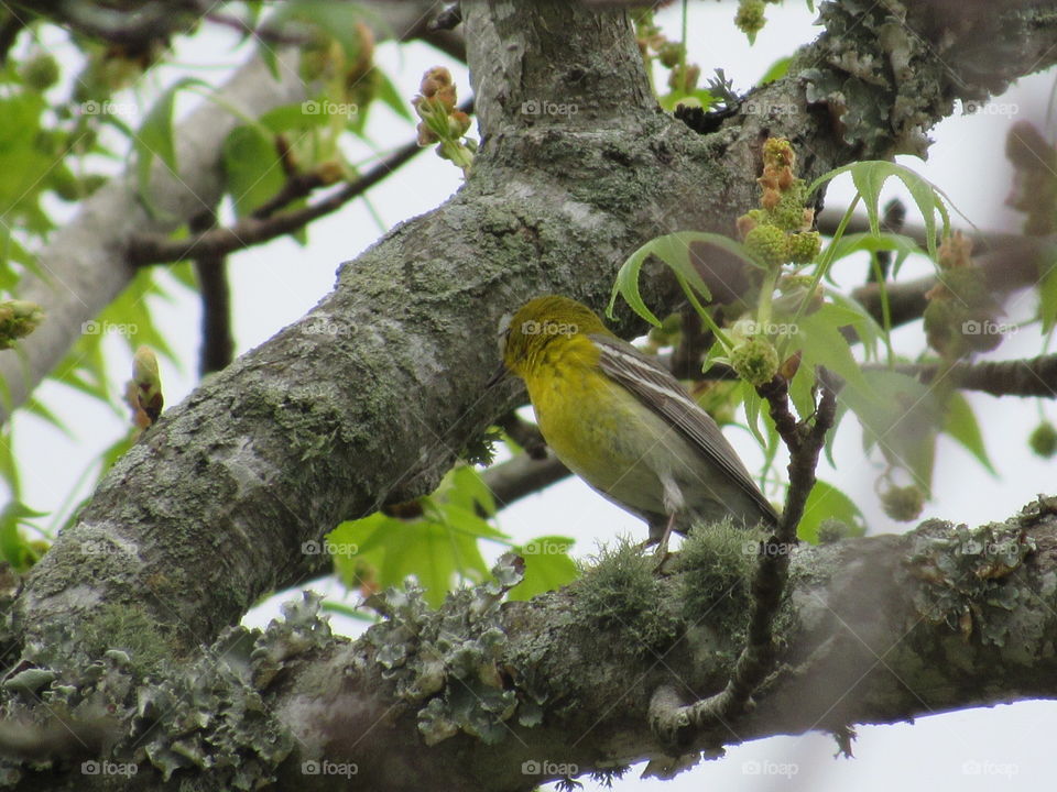 Pine Warbler