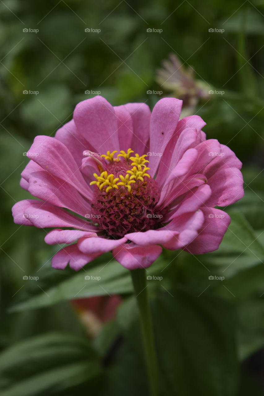Pink flower 