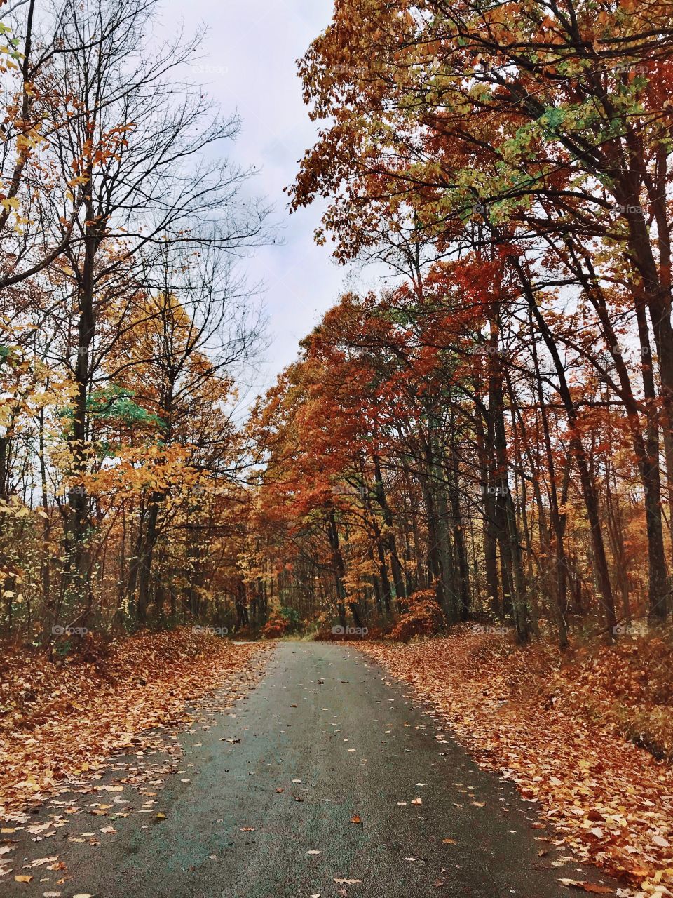 Country back road in autumn covered in colorful fall foliage and leaves 