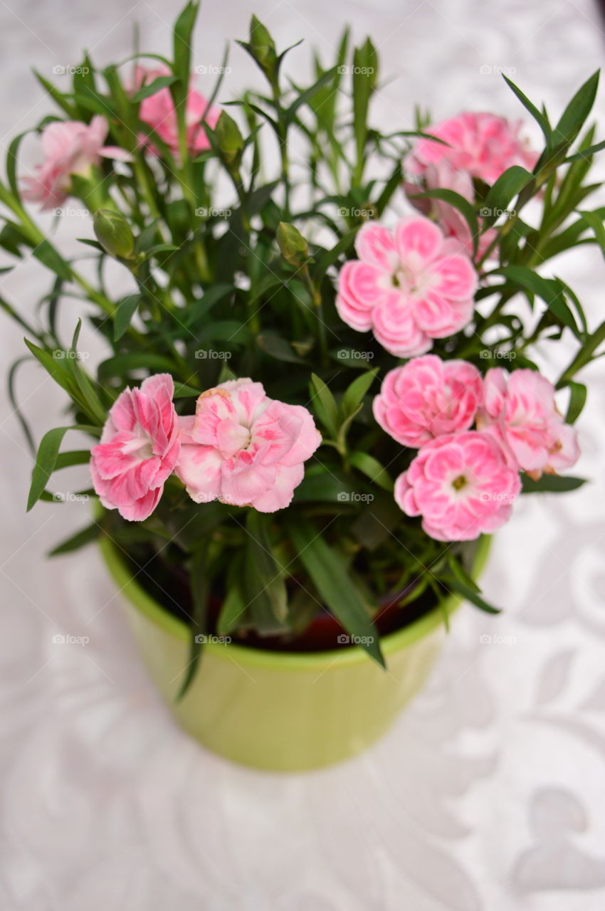 HOUSE PLANTS IN POTS