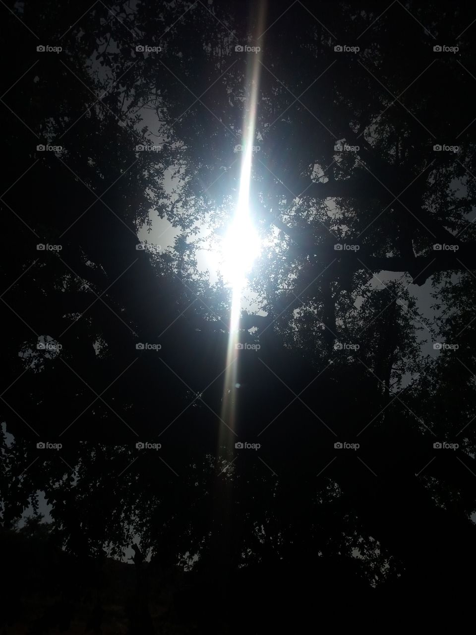 tree#light#nature#sun