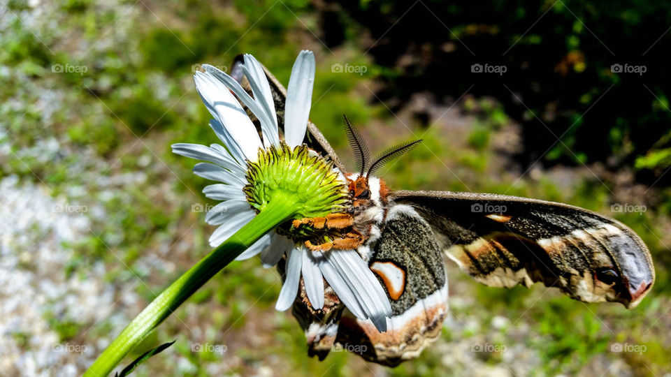 Gypsy Moth on Daisy