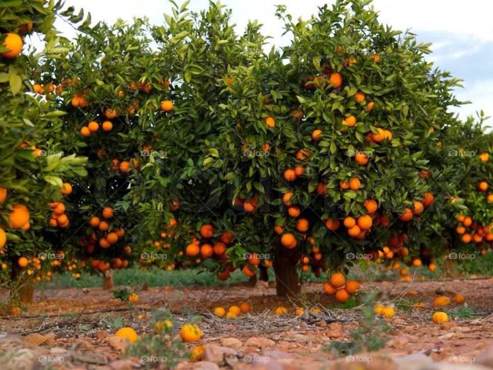 Oranges on orange trees.