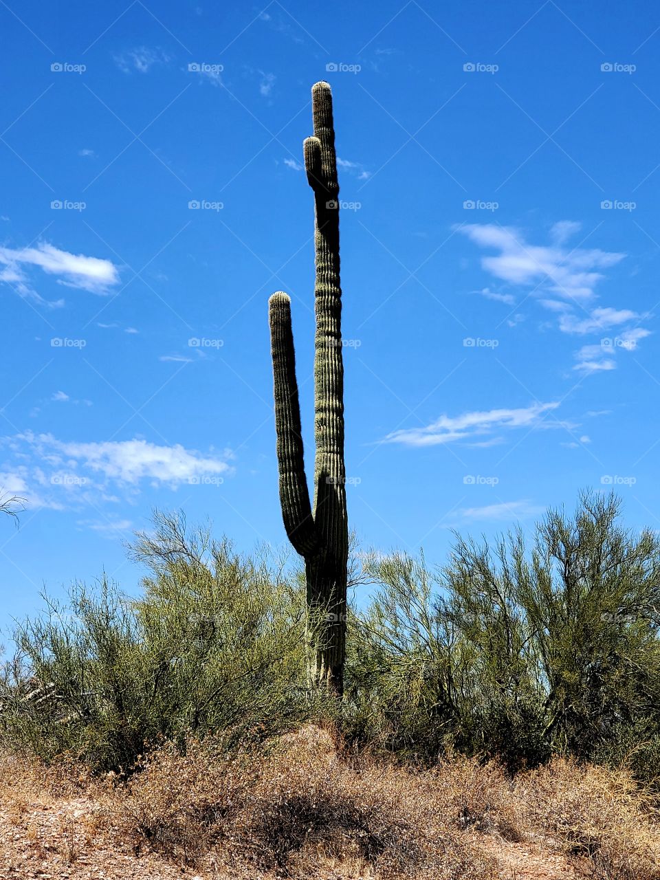 A lone Saguaro cactus stands 15 to 20 feet tall in the dry, hot Arizona desert sun.