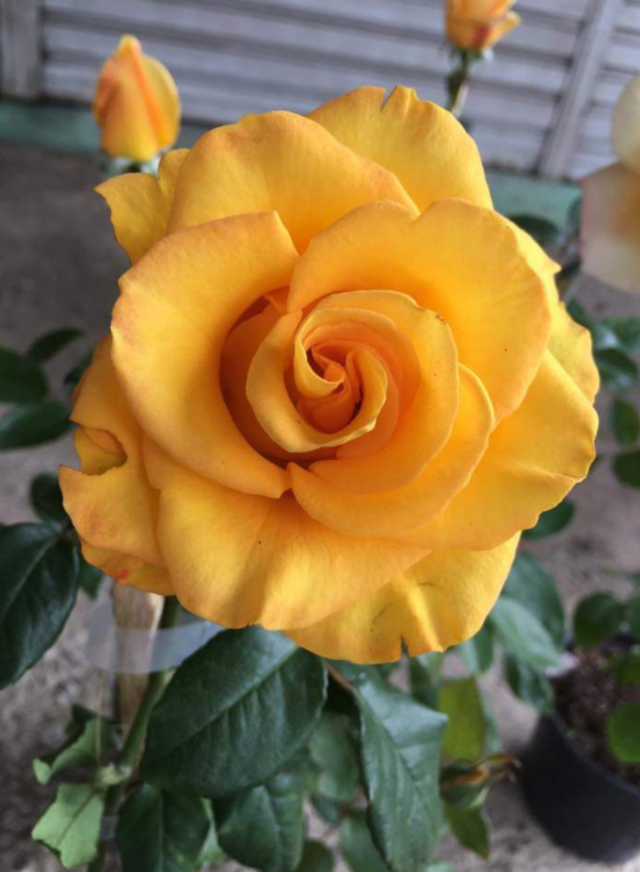 rosa