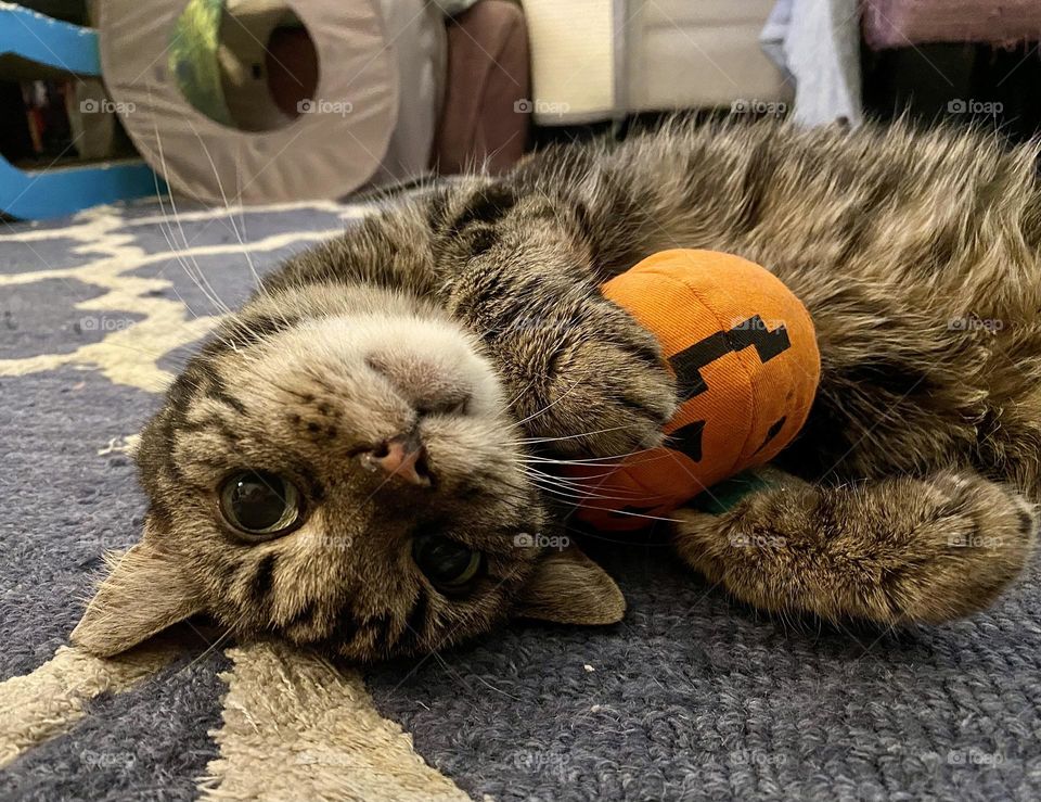 The cats love all of the Yeowww catnip toys, especially the pumpkin because it’s nice and large