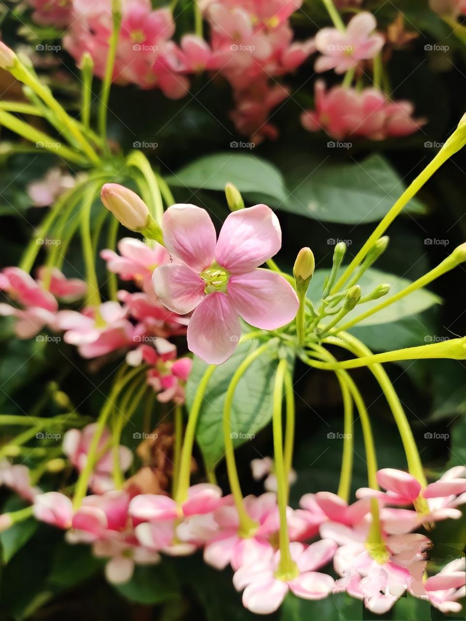 beautiful creation..