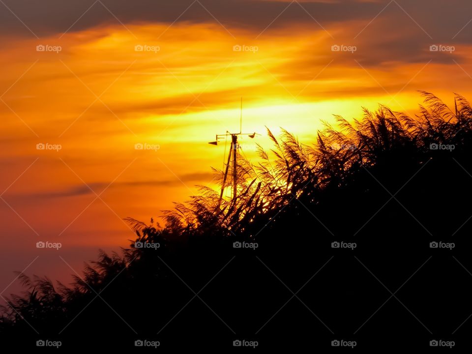 Summer evening sky and tree silhouettes 