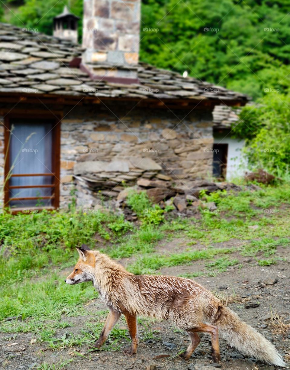 A fox wandering around the village houses