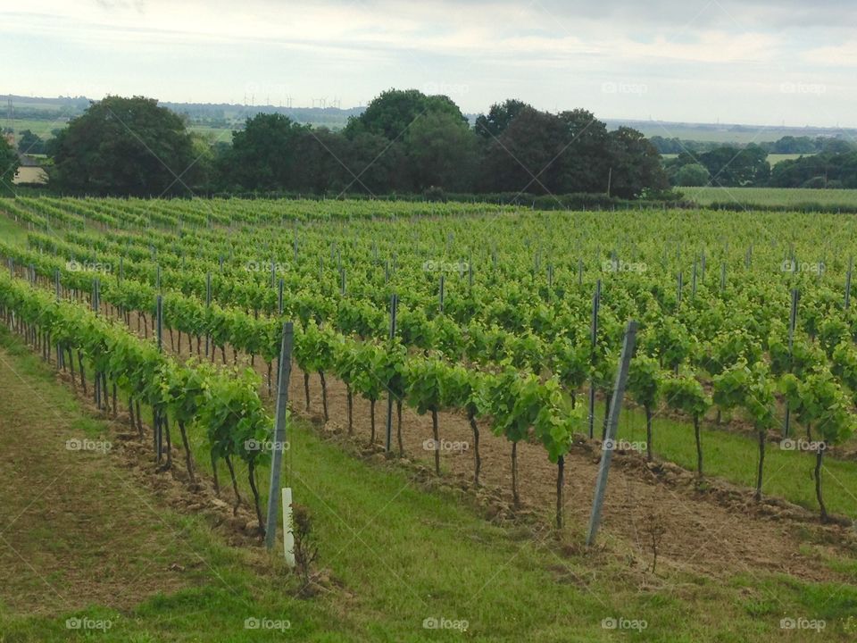Agriculture, Vineyard, Vine, Farm, Landscape
