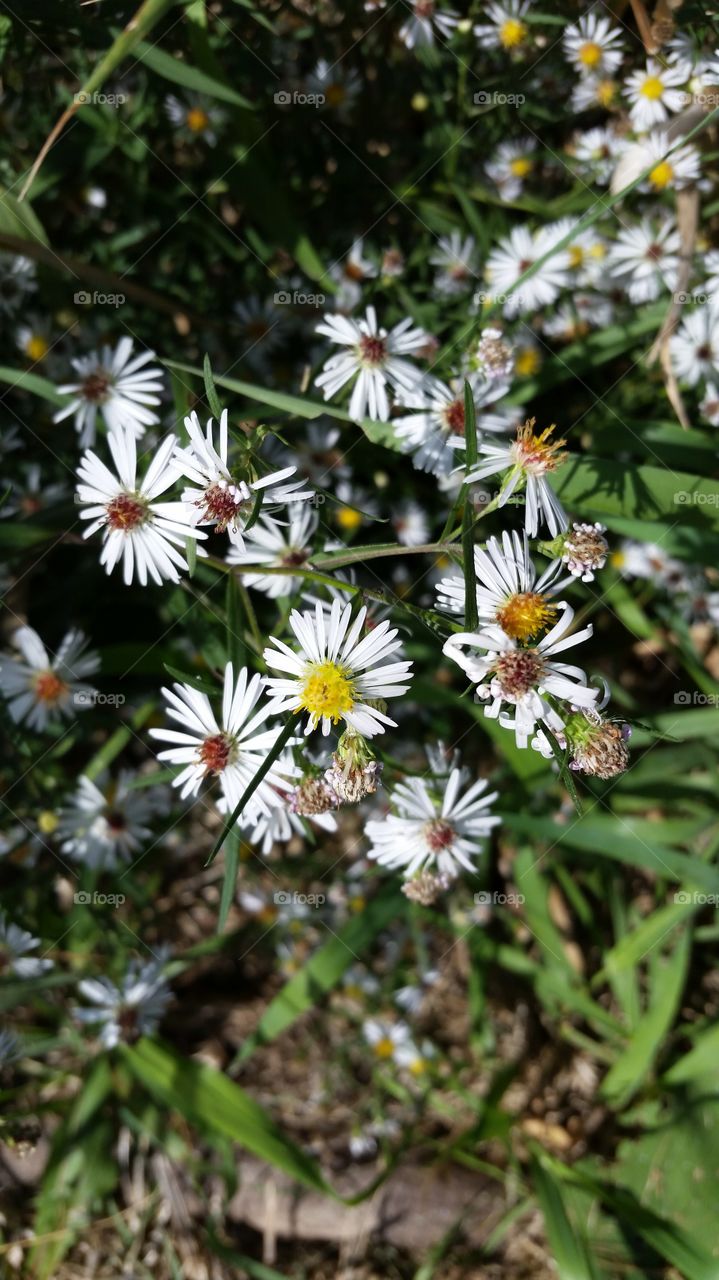 Nature, Flower, No Person, Flora, Summer