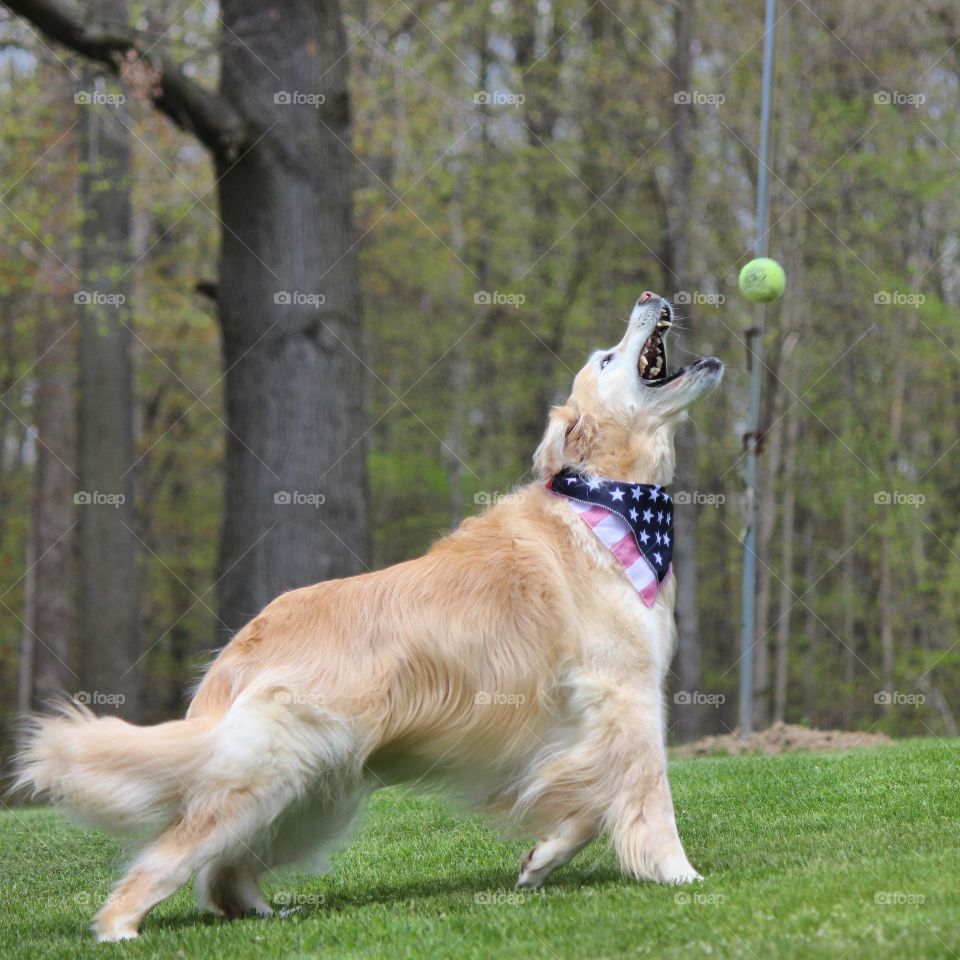 our golden retriever Kaci loves to play ball