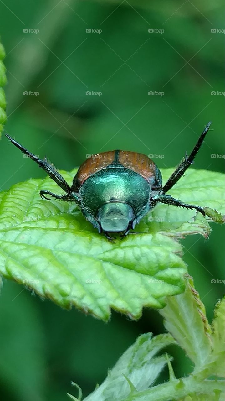 beetle