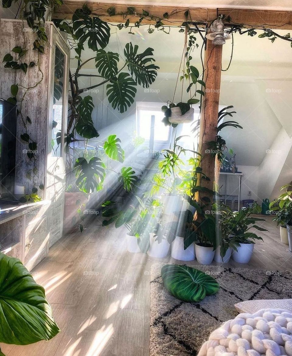 House Plants