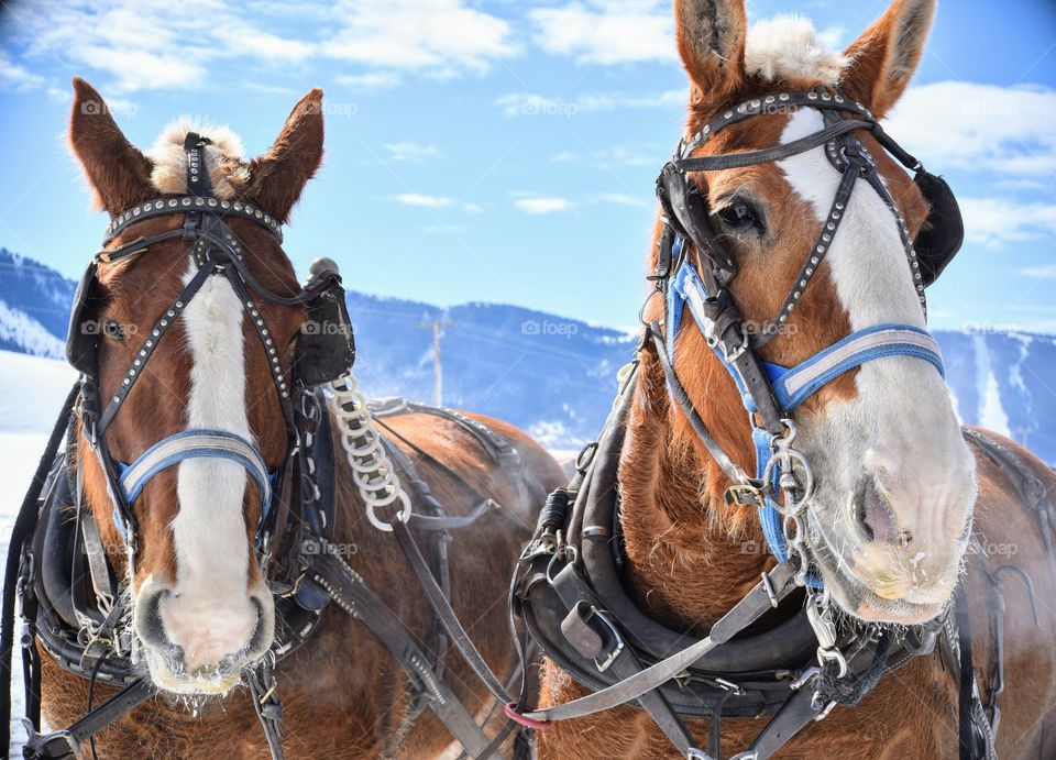 Teton Elk Refuge Sleigh Ride