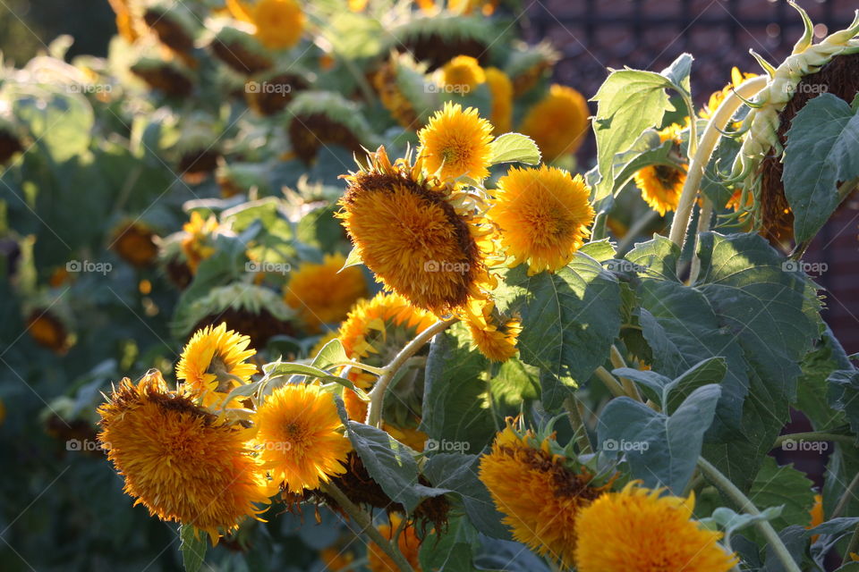 Decorative sunflowers in a sunset