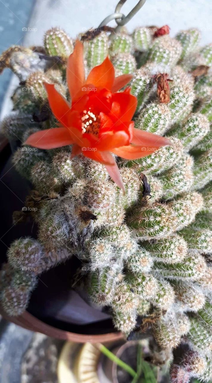 cactus