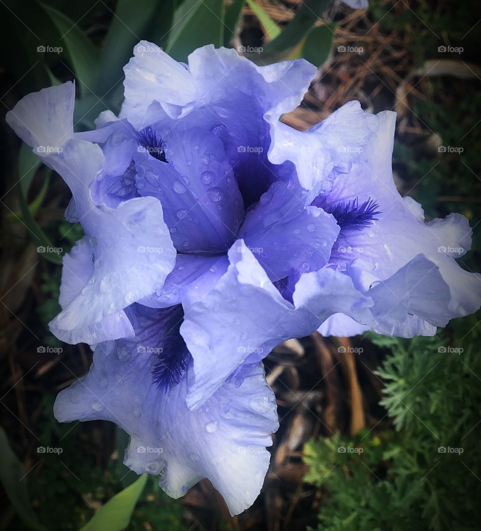 Light blue iris 