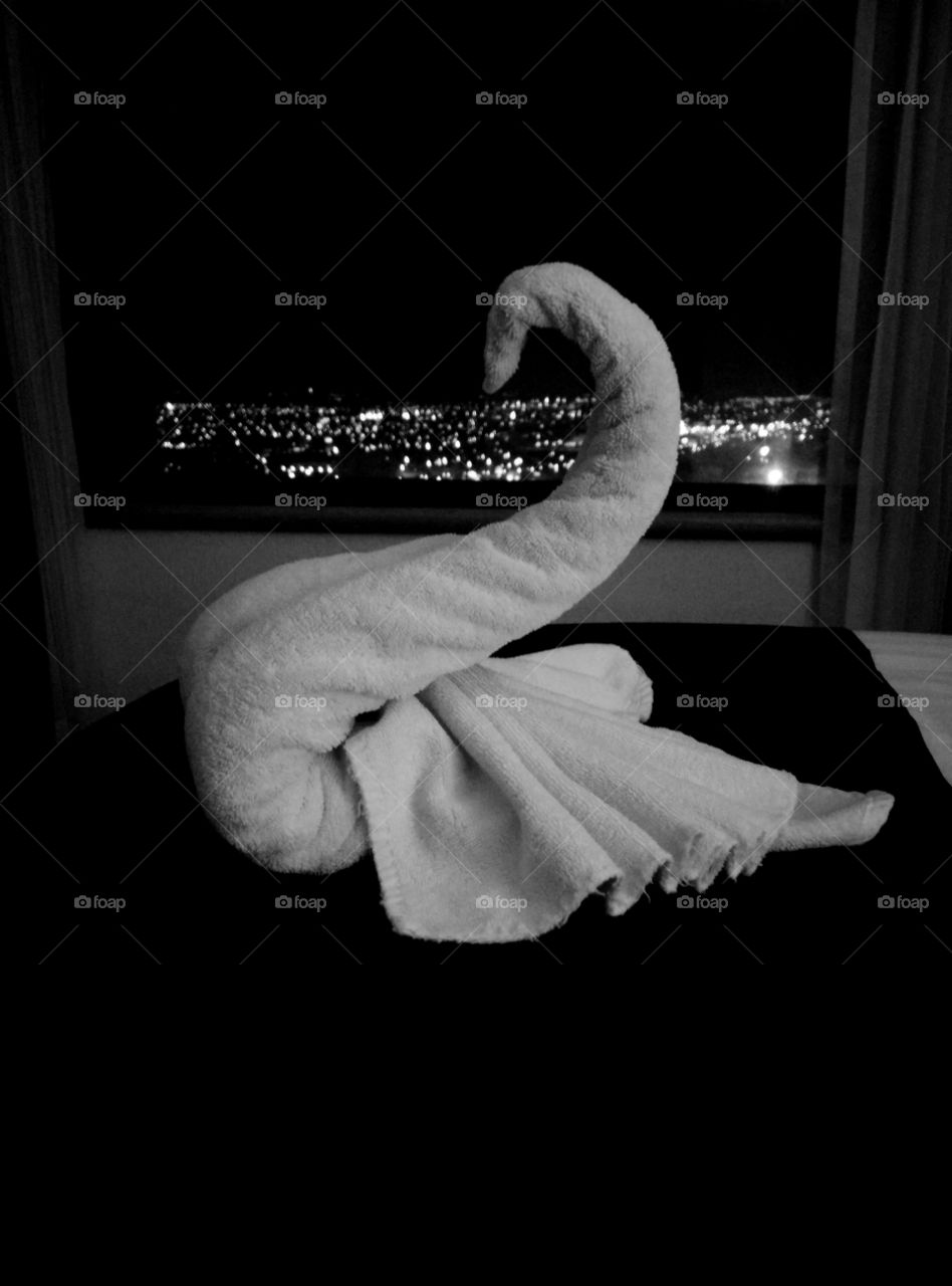 Swan in the City